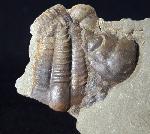 Ellipsocephalus hoffi (SCHLOTHEIM 1823) - Bild © FossNet FossilienStore